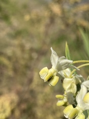 Gomphocarpus