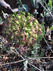 Scadoxus multiflorus multiflorus