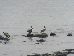 Pelecanus thagus
