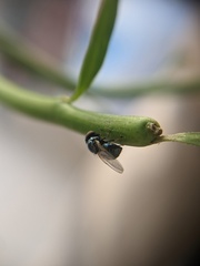Lonchaea