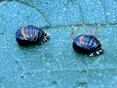 Harmonia axyridis
