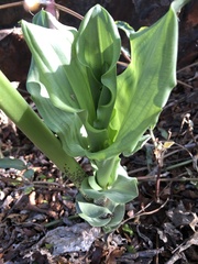 Scadoxus multiflorus multiflorus