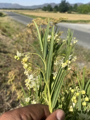 Gomphocarpus