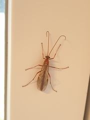 Ophion obscuratus