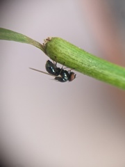 Lonchaea