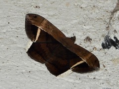 Hemeroblemma mexicana