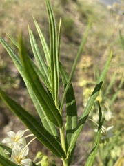 Gomphocarpus