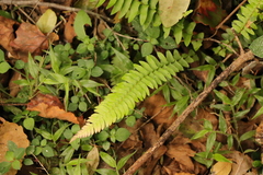 Blechnum punctulatum