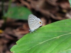 Jamides celeno aelianus