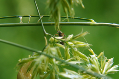 Grammoptera ruficornis