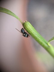 Lonchaea