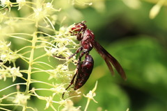 Polistes gigas