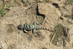Sceloporus poinsettii
