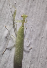 Eomantis