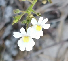 Nemesia floribunda