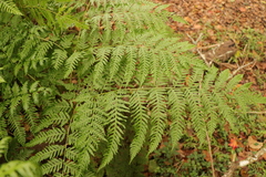 Pteris tremula