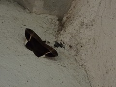 Hemeroblemma mexicana