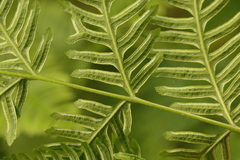 Pteris tremula