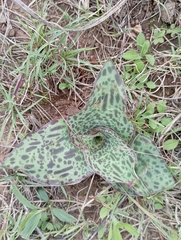 Ledebouria ovatifolia