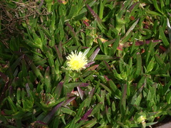 Carpobrotus edulis edulis