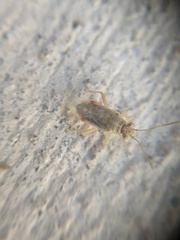 Liorhyssus