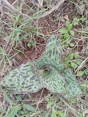 Ledebouria ovatifolia