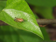 Orthopagus splendens