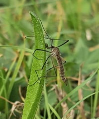 Tipula pagana