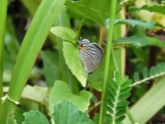 Jamides celeno aelianus