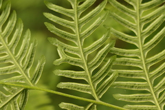 Pteris tremula