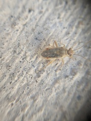 Liorhyssus