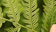 Pteris tremula