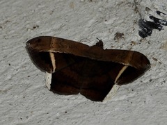 Hemeroblemma mexicana