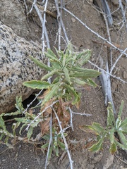 Pseudognaphalium biolettii