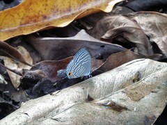 Jamides celeno aelianus