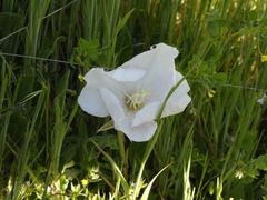 Oenothera acaulis