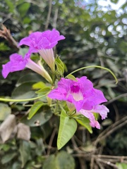 Bignonieae