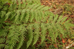 Pteris tremula