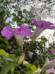 Bignonieae