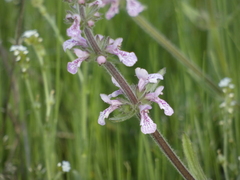 Stachys grandidentata