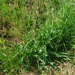 Rumex crispus