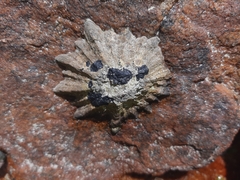 Scutellastra longicosta