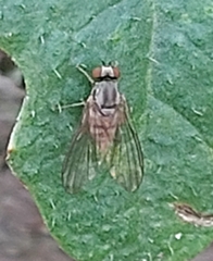 Platypezidae