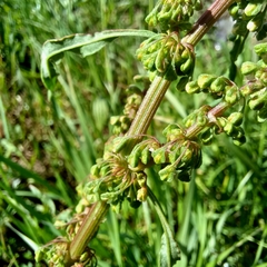 Rumex crispus