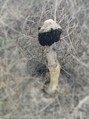 Agaricus aridicola