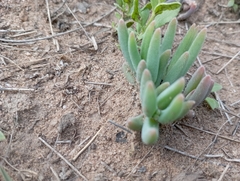 Delosperma pilosulum