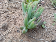 Delosperma pilosulum