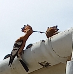 Upupa epops africana