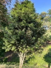 Podocarpus henkelii