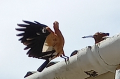 Upupa epops africana